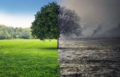 two different views of the same area with grass and trees