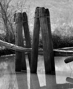 a black and white photo of some wooden posts in the water