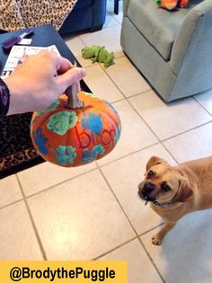 a small dog standing next to a person holding a pumpkin