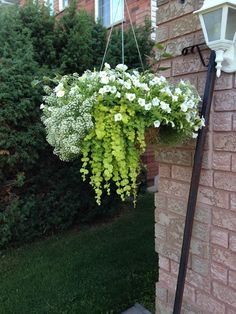 a hanging planter filled with white flowers next to a brick building