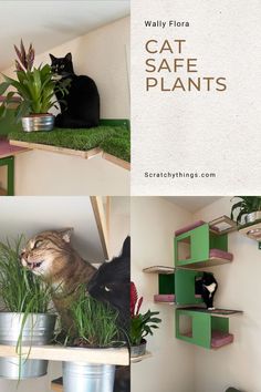 Different uses of cat shelves that have integrated flower pots with cat safe plants and cat grass. Cat Enrichment Indoor, Indoor Cat Oasis, Cat Station Ideas, Indoor Cat Enrichment Diy, Indoor Cat Ideas, Cat Hacks Indoor, Cat Playground Indoor, Kitten Room Set Up