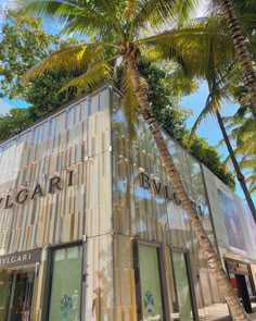 a palm tree in front of a building with the name caribe blvd on it