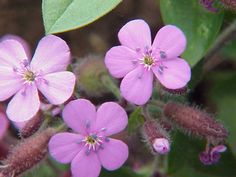 small pink flowers with green leaves in the background