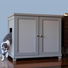 a gray and white cat standing on top of a wooden floor next to a cabinet