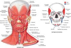 the muscles and their major structures are labeled in this diagram, including the head, neck, and face