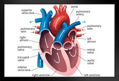 the human heart is labeled in three different languages, including an external ventrical and right atrium