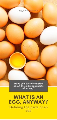 an egg is surrounded by eggs with the words, what is an egg anyway?