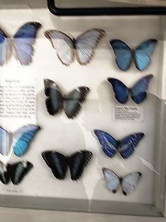 a group of blue and white butterflies on display in a glass case with information about them