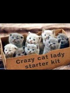 a group of kittens in a cardboard box that says crazy cat lady starter kit