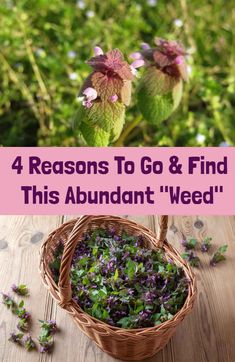 Purple Dead Nettle, Medicinal Weeds, Wild Foraging, Wild Food Foraging, Medicinal Herbs Garden, Edible Wild Plants, Herbal Plants, Herbal Apothecary, Healing Plants