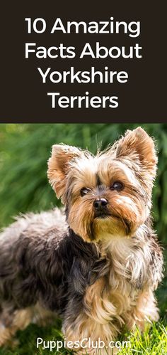 a small dog standing in the grass with text overlay that reads 10 amazing facts about yorkshire terriers