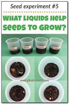 seed experiment 5 what liquids help seeds to grow?