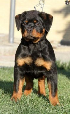 a black and brown dog standing on top of a grass covered field