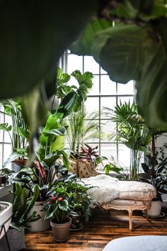 a room filled with lots of potted plants next to a large window on top of a wooden floor