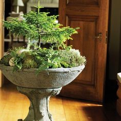 a potted planter filled with green plants on top of a hard wood floor