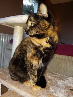 a calico cat sitting on top of a scratching post in a room with a radiator