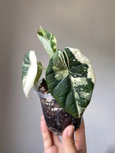 Highly variegated Alocasia maharani opening a gorgeous new leaf! Variegated Alocasia Frydek, Alocasia Odora Variegata, Plant Boutique, Alocasia Odora, Rare Houseplants, Variegated Alocasia, Green Wall Plants