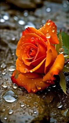 an orange rose with water droplets on it's petals is sitting in the rain