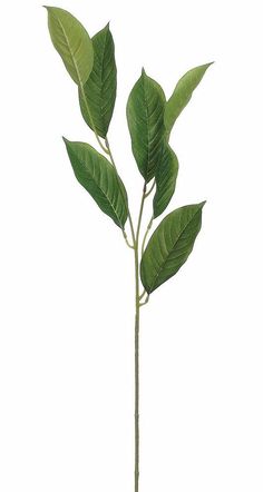 Salal Leaf Spray in Green<br>33" Tall Magazine Moodboard, Diy Sprays, Artificial Leaf, Botanical Decor, Plant Wallpaper, Plant Aesthetic, Watercolor Sketch, Fake Plants