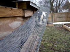 a rabbit in a cage on the side of a building with grass and trees behind it