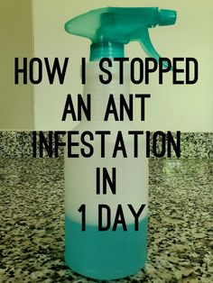 a blue spray bottle with the words how i stopped an ant infestation in 1 day