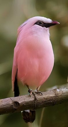 a pink and black bird sitting on top of a tree branch