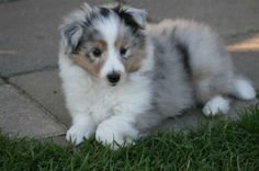 a puppy is sitting in the grass outside