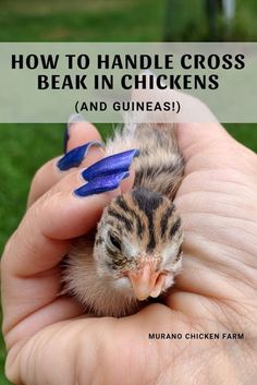 a person holding a small bird in their hand with the words how to care for chickens with cross beak and guinea