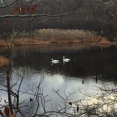 two swans swimming in a lake surrounded by trees and bushes with no leaves on them