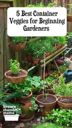 a garden filled with lots of plants and potted plants next to a wooden fence