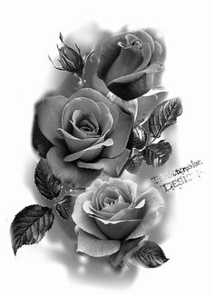 black and white photograph of three roses with leaves