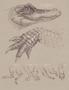 some drawings of different types of alligators