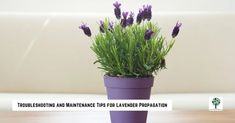 a purple potted plant with lavender flowers in it