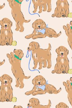 a bunch of brown dogs with tennis balls and leashes on a white background that is seamless