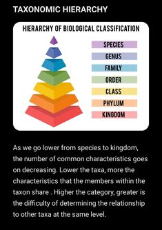 an image of a pyramid with the words, hexanomic hierarchy