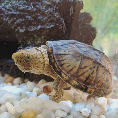 a small turtle swimming in an aquarium filled with rocks and gravel, looking at the camera