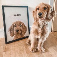 a brown dog sitting next to a framed photo