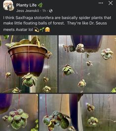 several pictures of plants hanging from the side of a wall with caption that reads, think saffraga stoloflora are basically spider plants that make little floating balls of forest they're