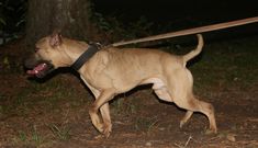 a dog with its mouth open and tongue out, walking on a leash in the dark