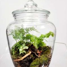 a glass jar filled with plants and dirt