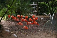 there are many flamingos that are standing in the dirt near some trees and bushes