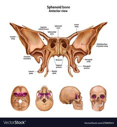 the bones of the head, neck and lower limbs with labels on them stock photo