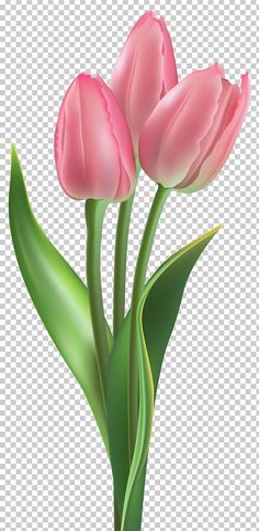 three pink tulips with green leaves on a white background png clipart