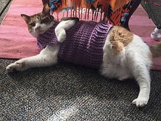 a cat laying on top of a chair with a sweater on it's back