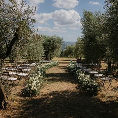 an outdoor ceremony set up with chairs and flowers on the aisle, surrounded by olive trees