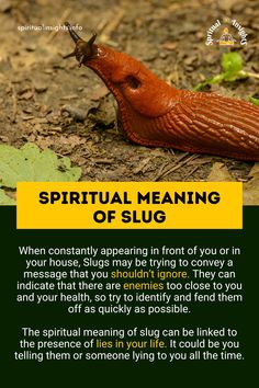 There are several spiritual meanings for different animals, insects, and even objects of our day-to-day, but today a reader appeared who wanted to know what was the spiritual meaning of the slug. Different Animals, Slug, Astrology, Insects, Health