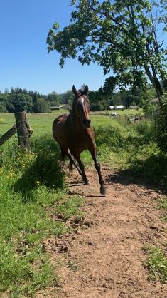 a brown horse running down a dirt road next to a tree and grass covered field