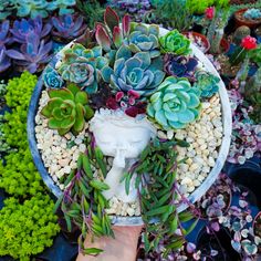 a hand is holding a planter with succulents and other plants in it