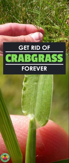 a person holding a plant with the words get rid of crabgrass forever