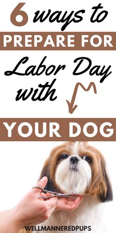 a dog getting his hair cut with the text 6 ways to prepare for labor day with your dog